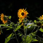 Sonnenblumen im Licht