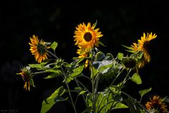 Sonnenblumen im Licht