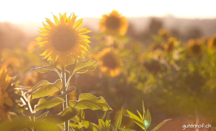 Sonnenblumen im Licht