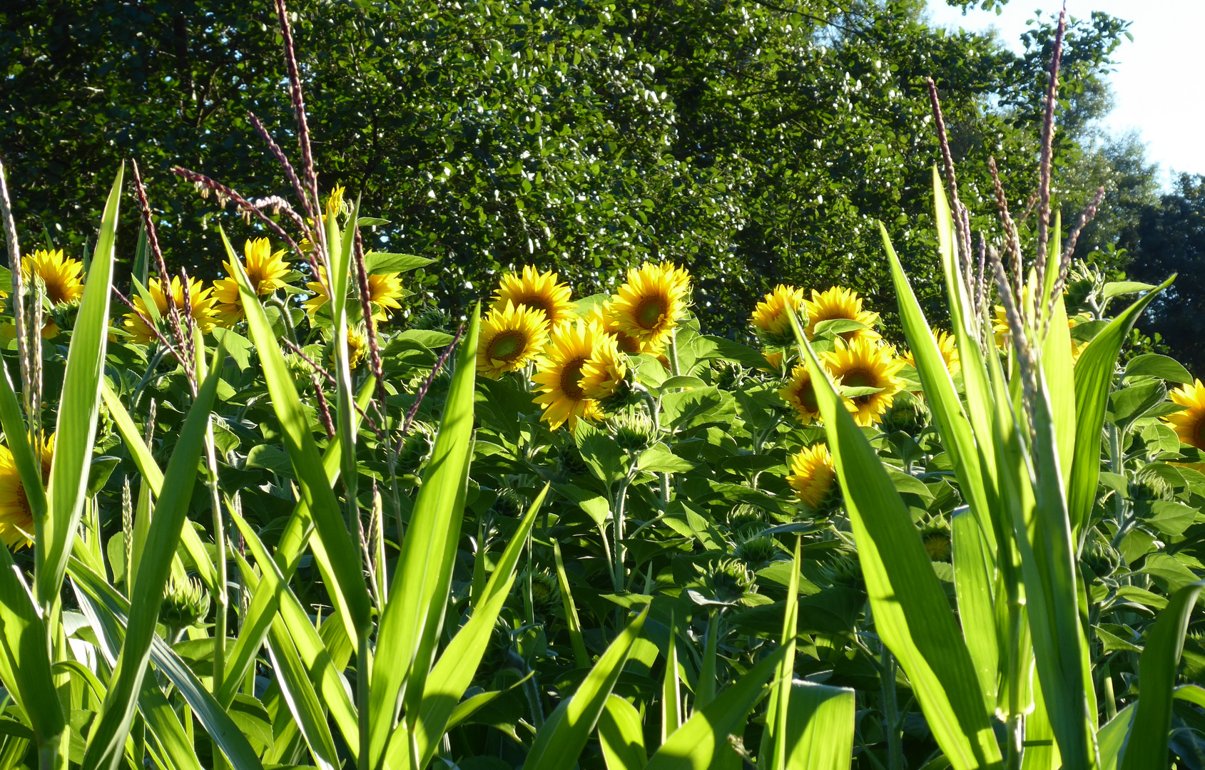 Sonnenblumen im Maisfeld