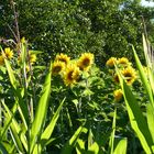 Sonnenblumen im Maisfeld