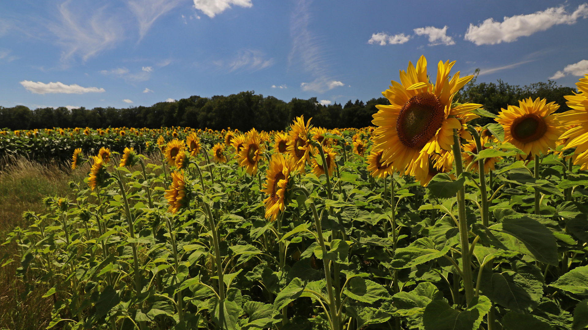 Sonnenblumen im Mittagslicht 