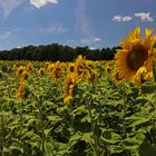 Sonnenblumen im Mittagslicht 