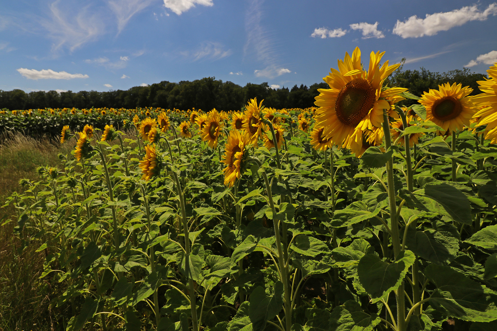 Sonnenblumen im Mittagslicht