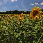 Sonnenblumen im Mittagslicht