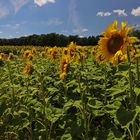 Sonnenblumen im Mittagslicht