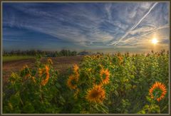 Sonnenblumen im Morgensonnenlicht