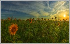 Sonnenblumen im Morgensonnenlicht II