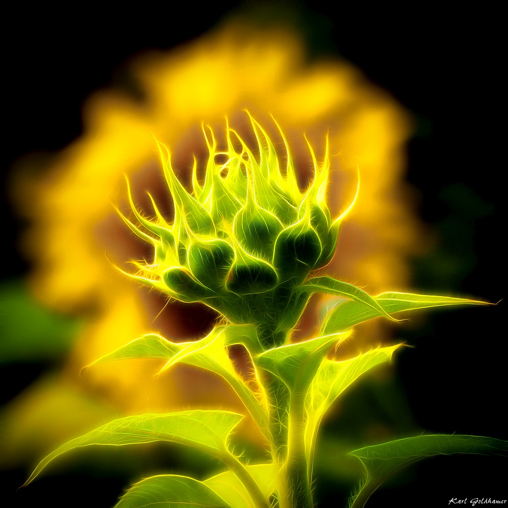 Sonnenblumen im Neonschein