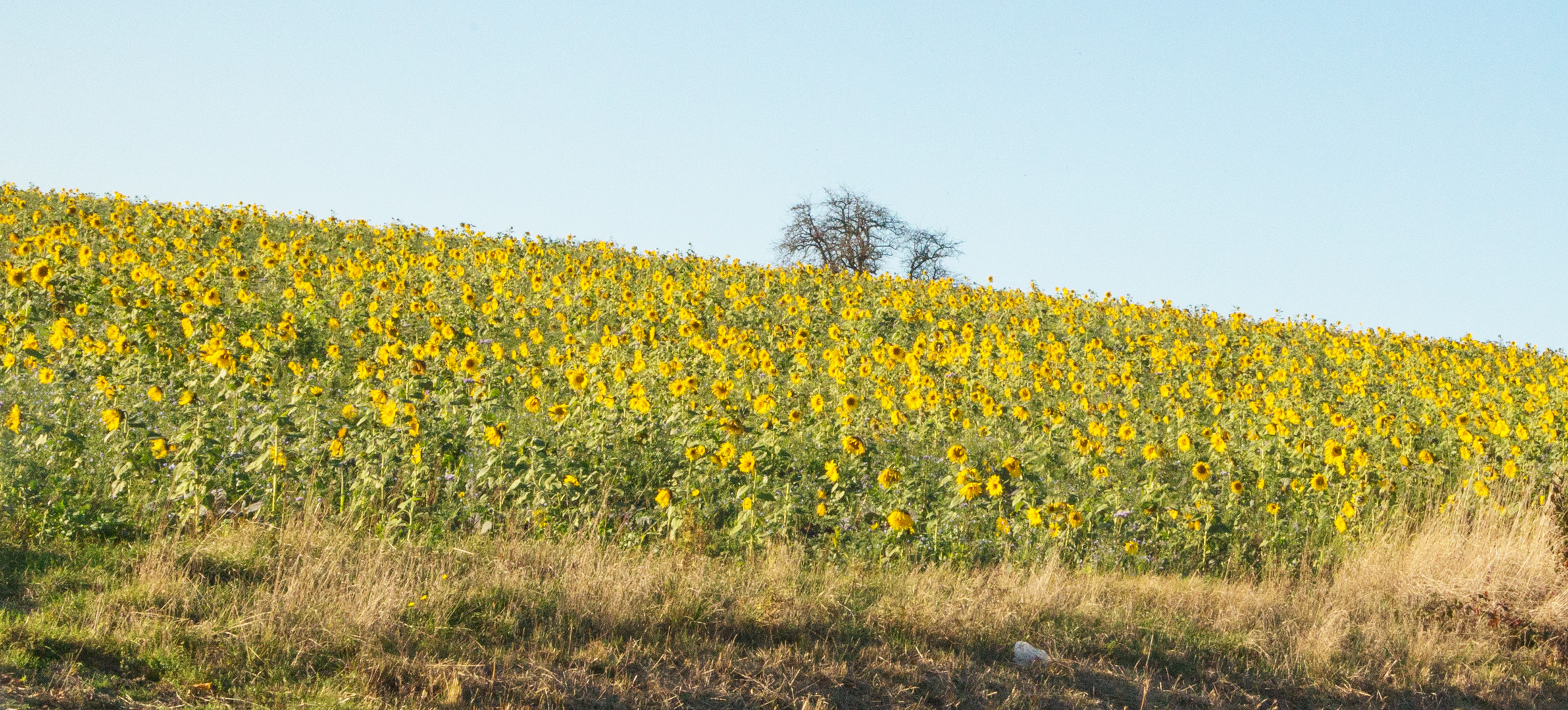 Sonnenblumen im November