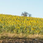 Sonnenblumen im November