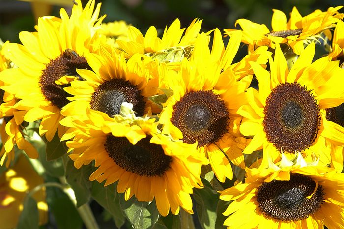 Sonnenblumen im November