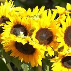 Sonnenblumen im November