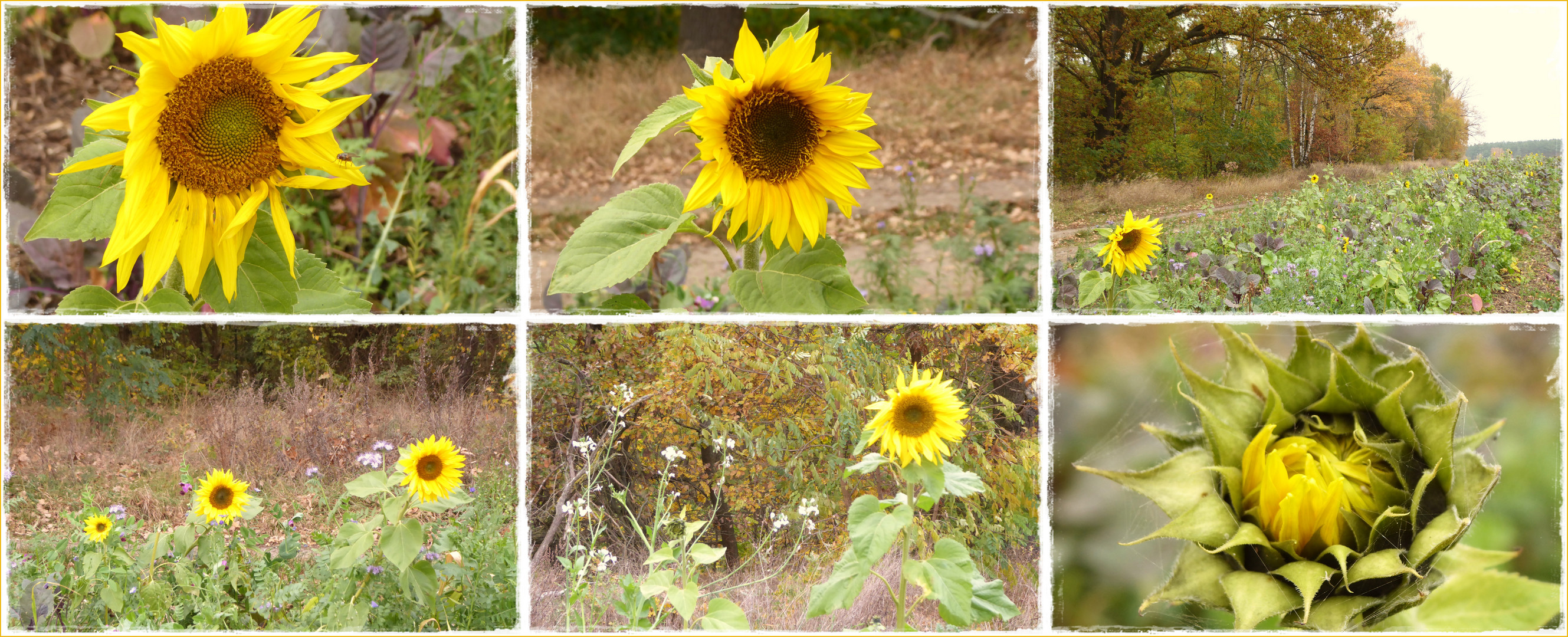 Sonnenblumen im November