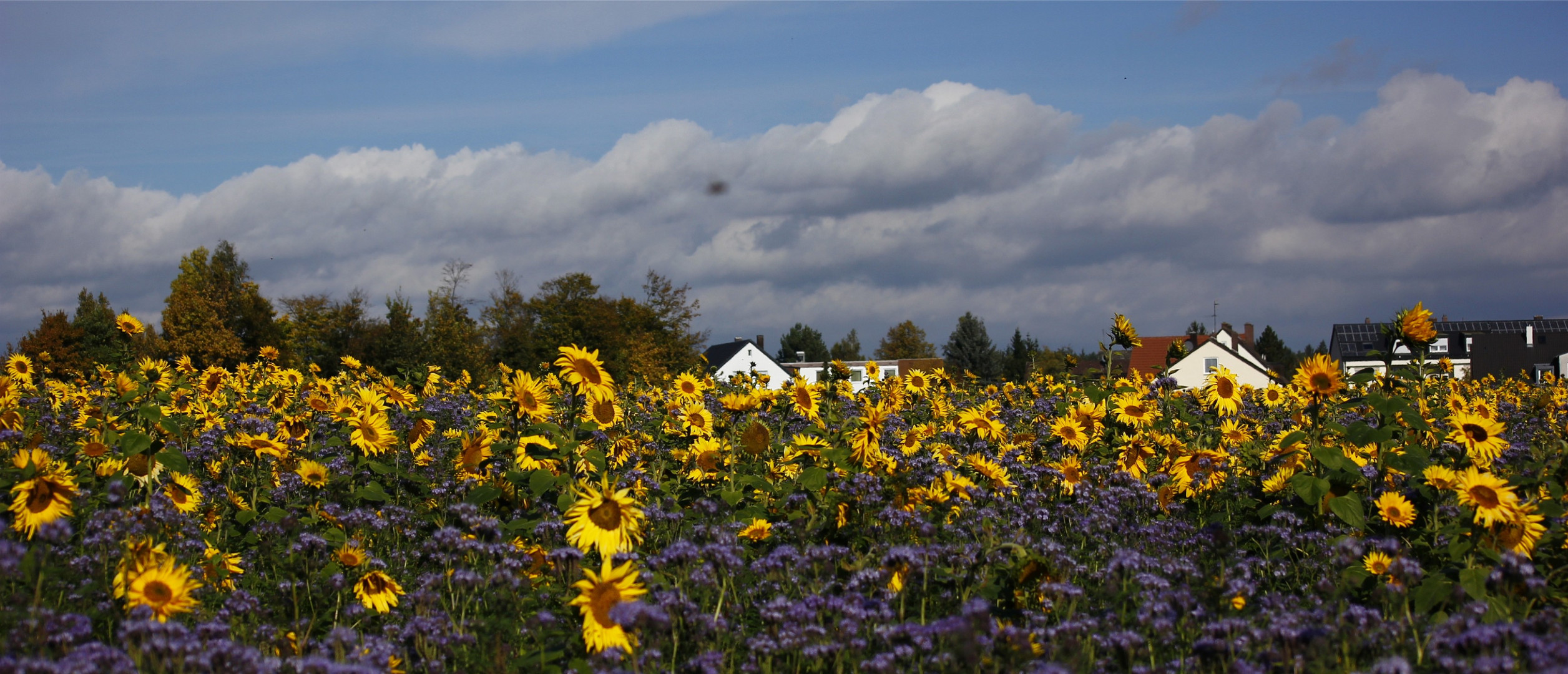 Sonnenblumen im Oktober