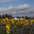 Sonnenblumen im Oktober