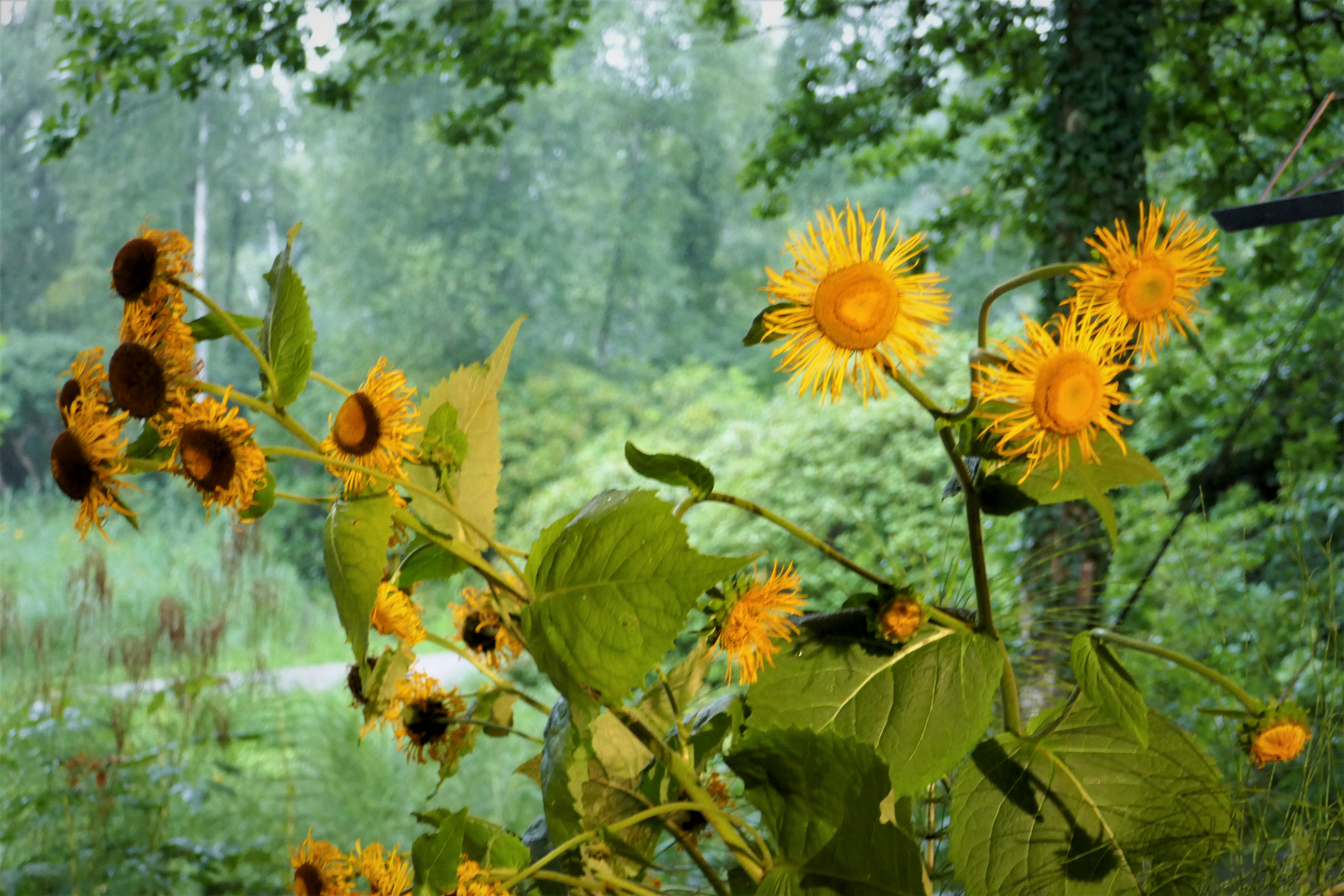 Sonnenblumen im Regen