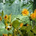 Sonnenblumen im Regen