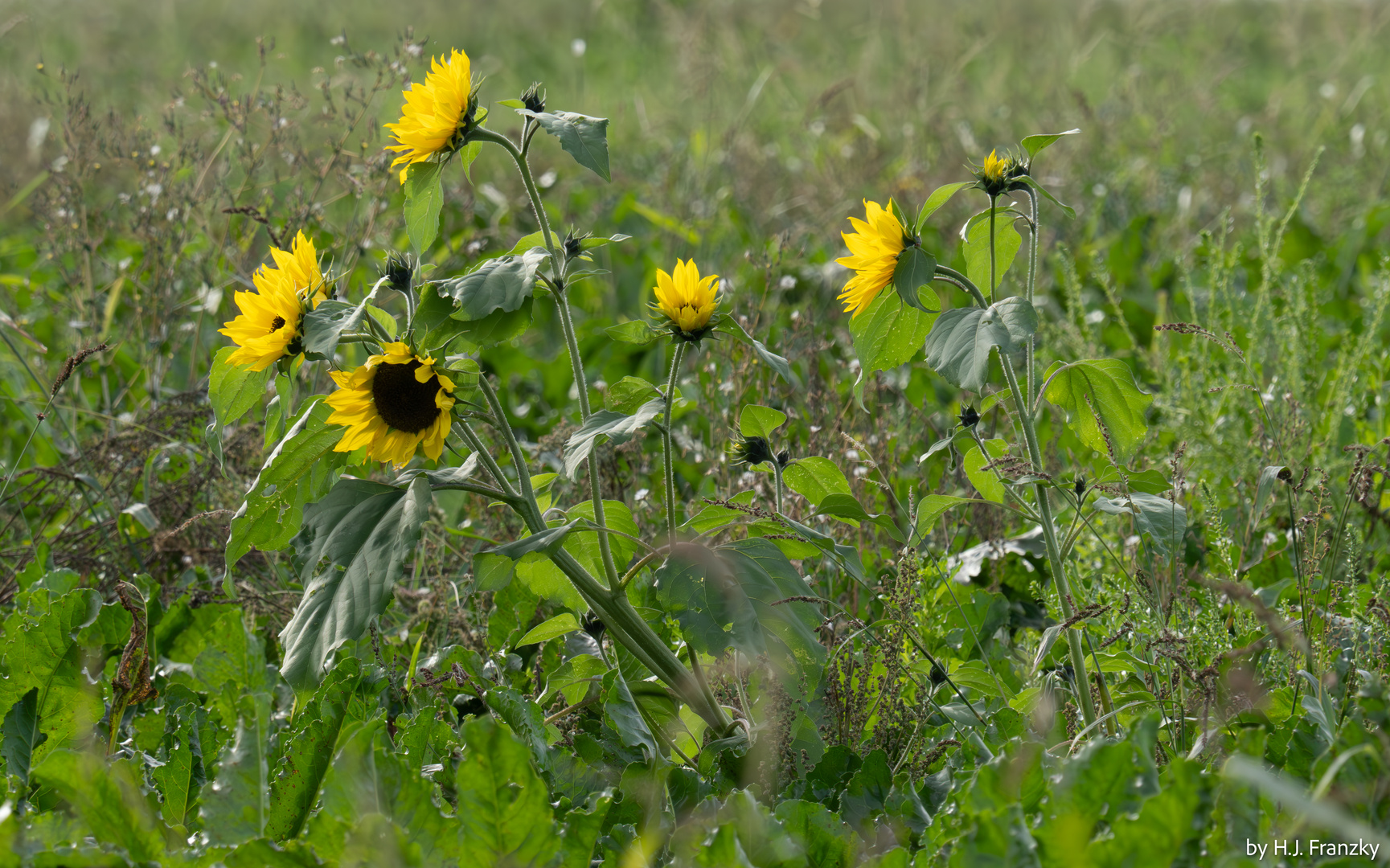 Sonnenblumen im Rübenfeld