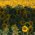 Sonnenblumen im Schatten