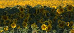 Sonnenblumen im Schatten