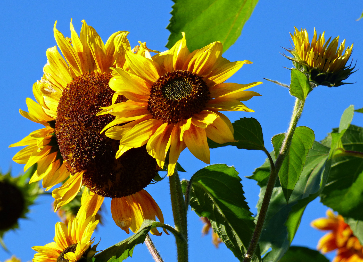Sonnenblumen im Schöngut Erfahrungsfeld