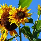 Sonnenblumen im Schöngut Erfahrungsfeld