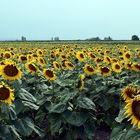 Sonnenblumen im Seewinkel