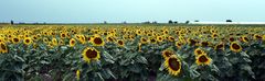 Sonnenblumen im Seewinkel