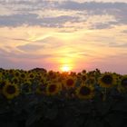 Sonnenblumen im Seewinkel