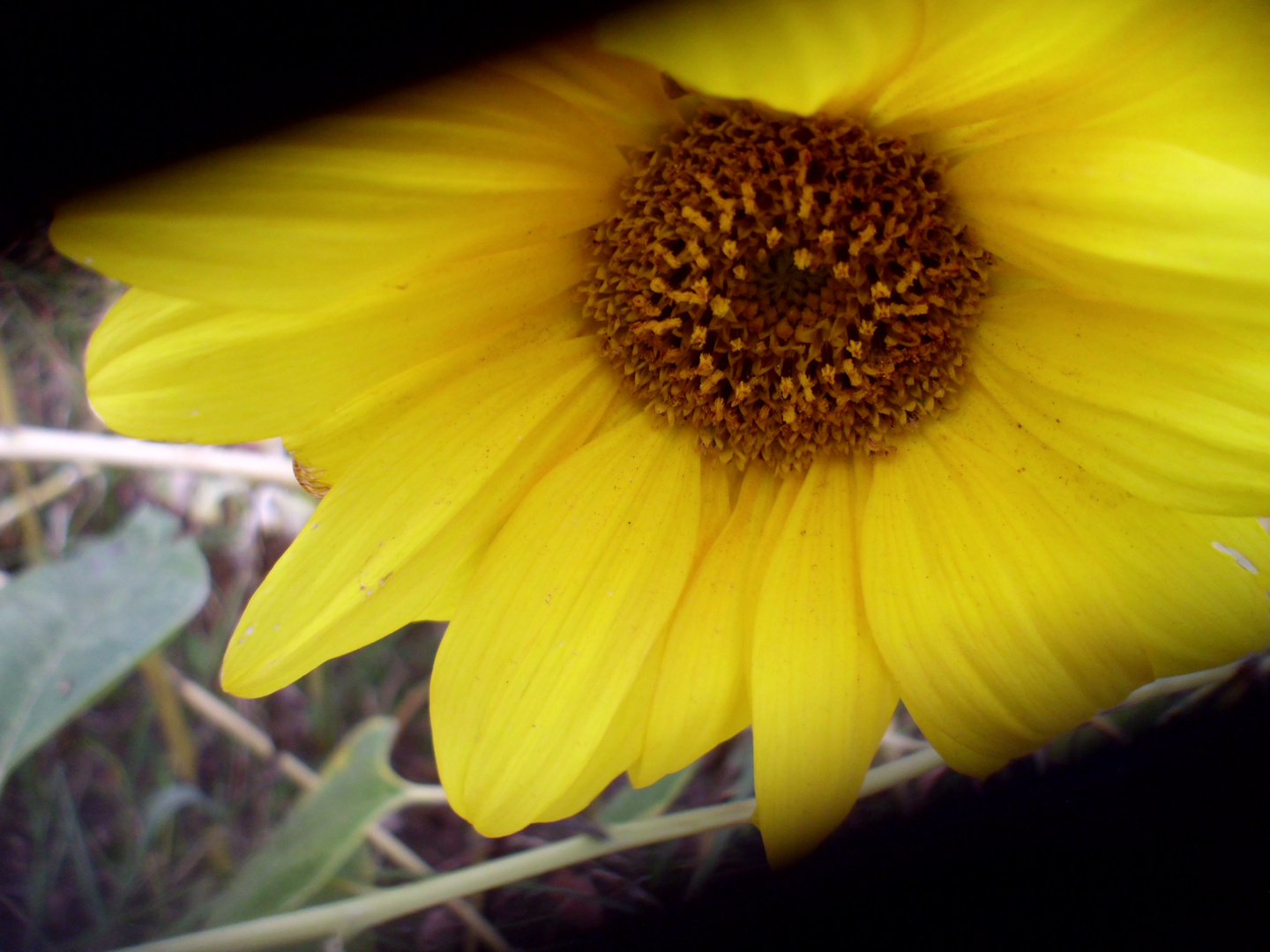 Sonnenblumen im September