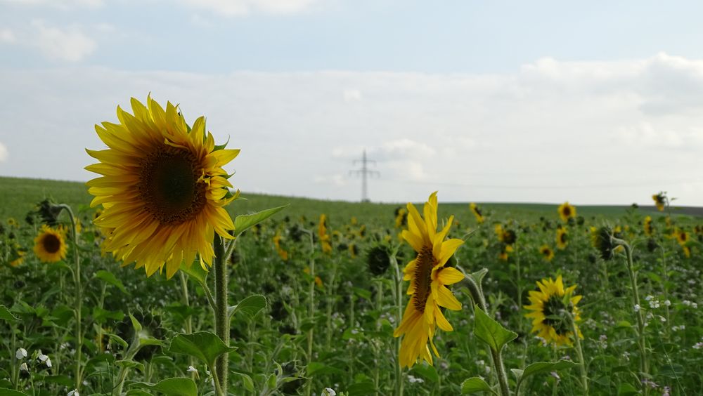 Sonnenblumen im September