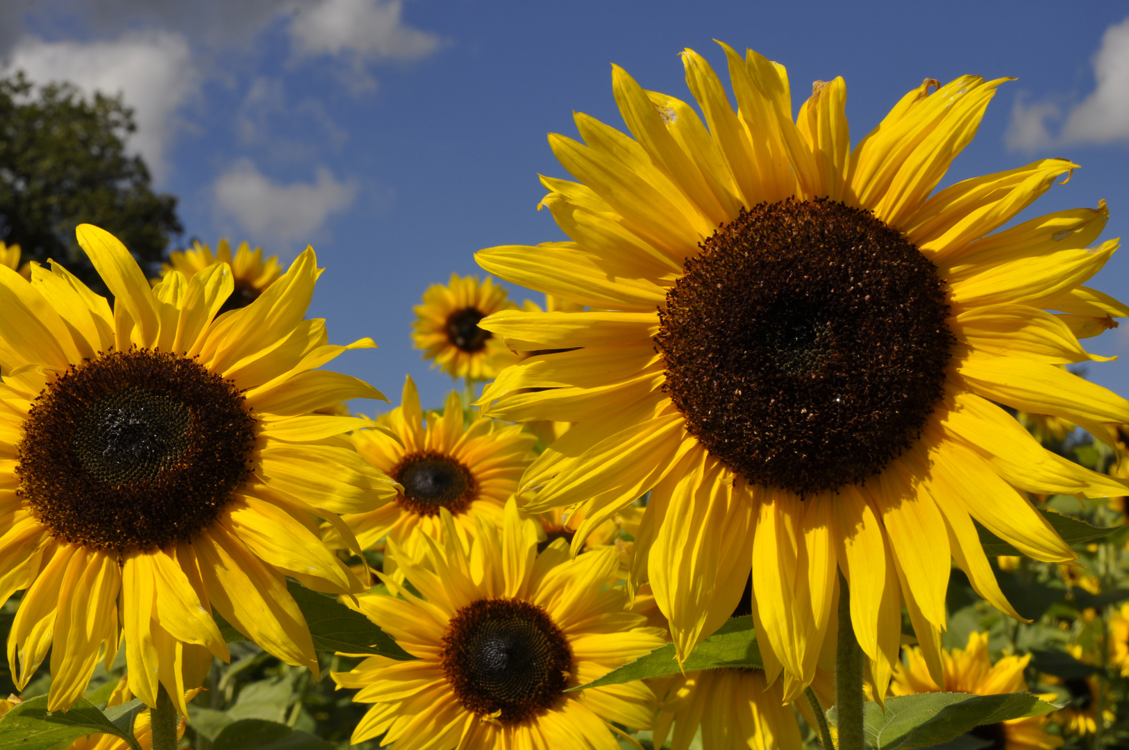 Sonnenblumen im September