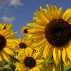 Sonnenblumen im September