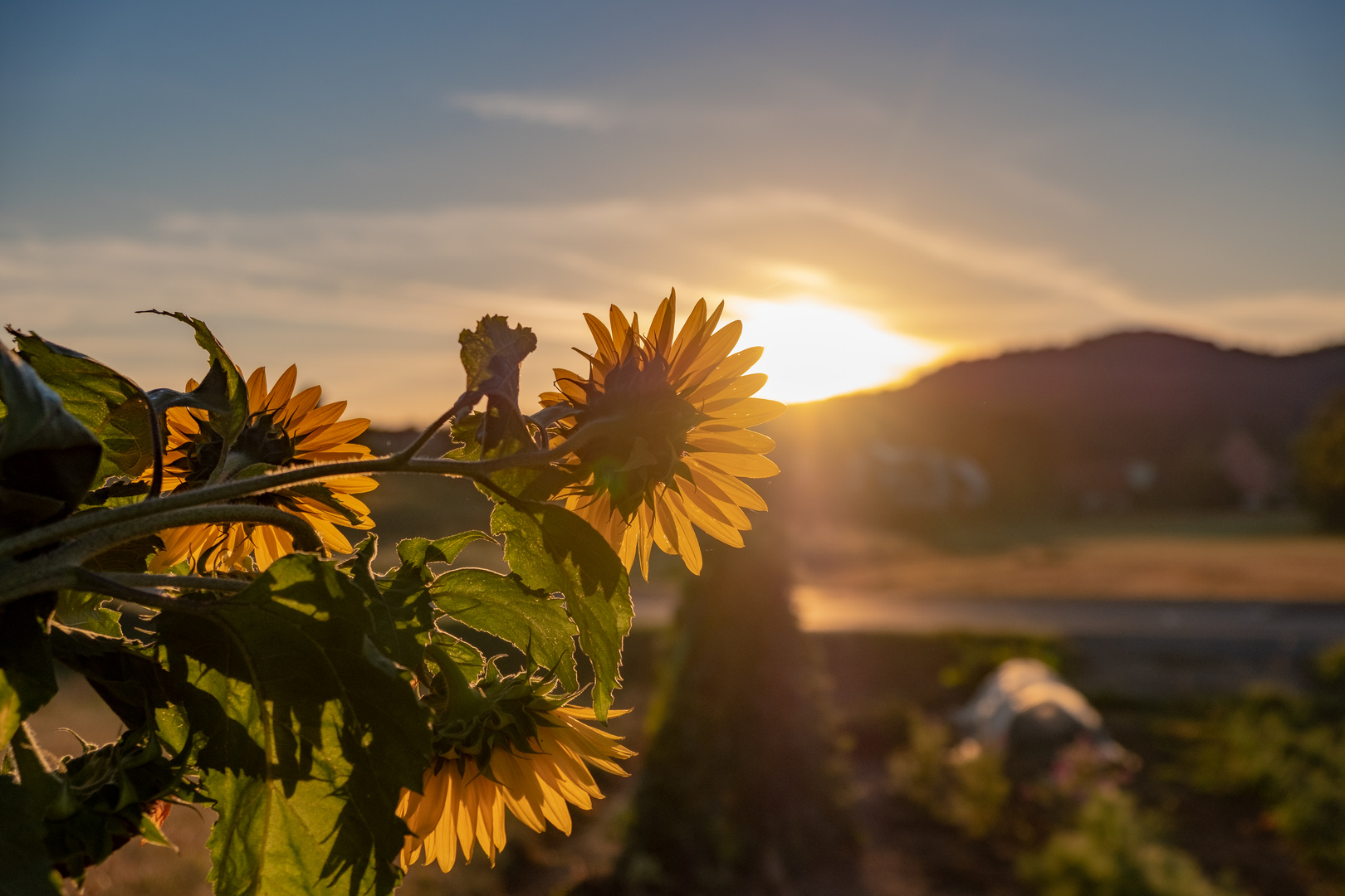 Sonnenblumen im Sonnenaufgang