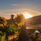 Sonnenblumen im Sonnenaufgang