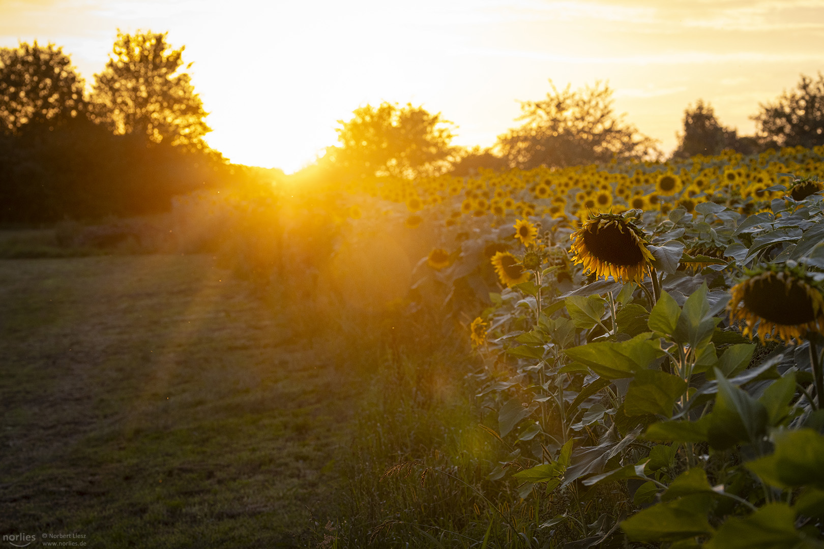 Sonnenblumen im Sonnenlicht