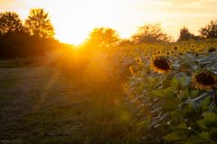 Sonnenblumen im Sonnenlicht