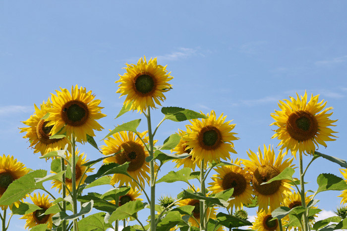 Sonnenblumen im Sonnenschein