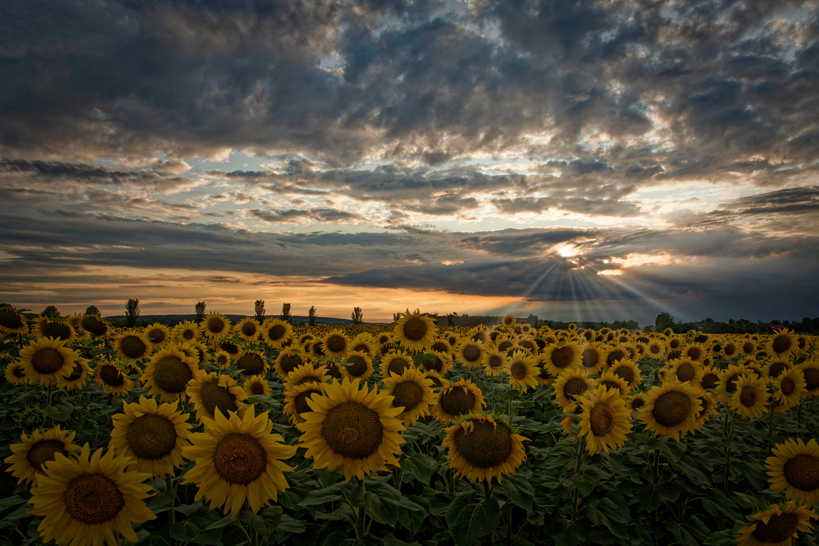 Sonnenblumen im Sonnenuntergang