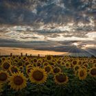 Sonnenblumen im Sonnenuntergang