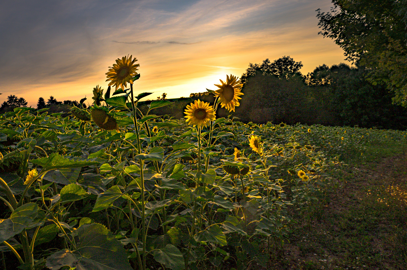 Sonnenblumen im Sonnenuntergang (1 von 1)