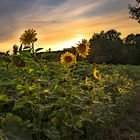 Sonnenblumen im Sonnenuntergang (1 von 1)