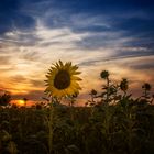 Sonnenblumen im Sonnenuntergang