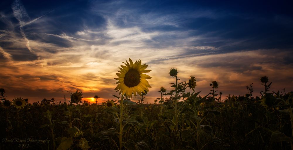 Sonnenblumen im Sonnenuntergang