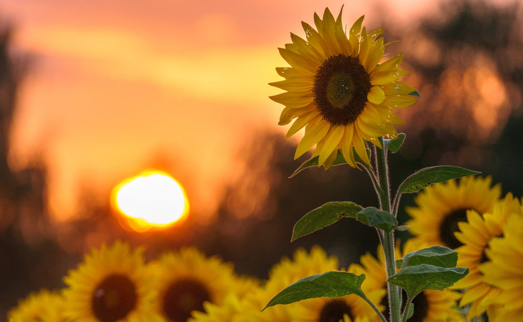 Sonnenblumen im Sonnenuntergang