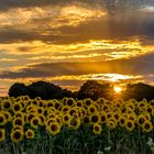 Sonnenblumen im Sonnenuntergang