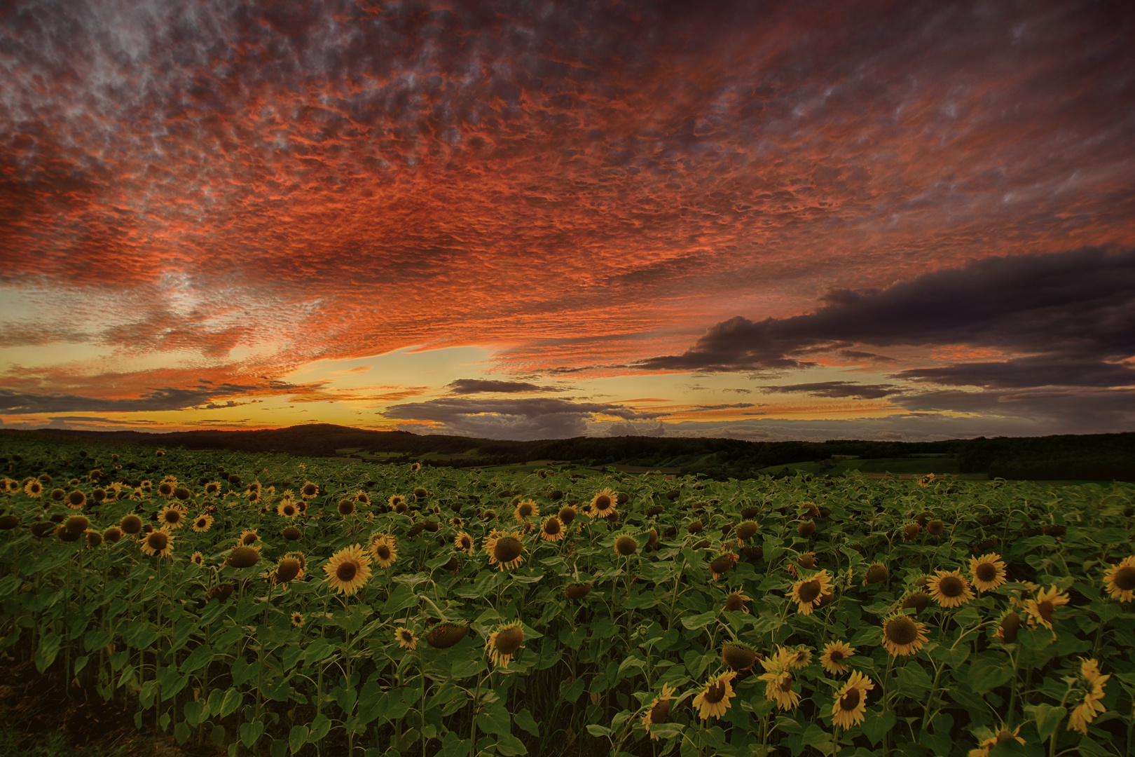 Sonnenblumen im Sonnenuntergang