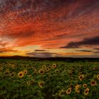 Sonnenblumen im Sonnenuntergang