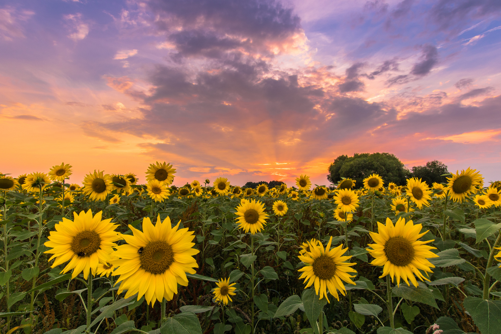 Sonnenblumen im Sonnenuntergang 